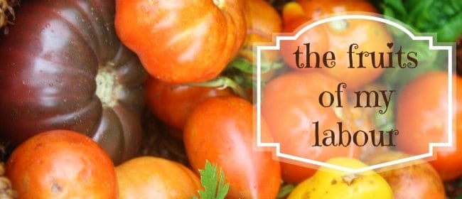 the fruits of my labour | homemade tomato paste