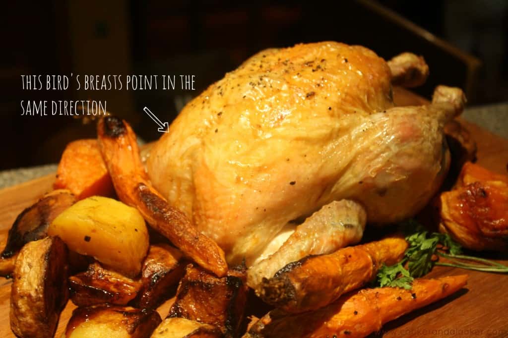 this birds breasts
