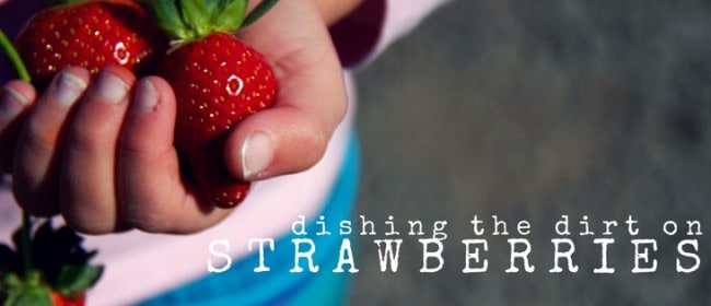 dishing the dirt on strawberries